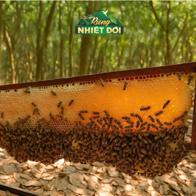 Mật ong Rừng Nhiệt Đới chai 700g