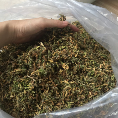 Bông đu đủ đực sấy lạnh xanh đẹp đặc sản Kon Tum