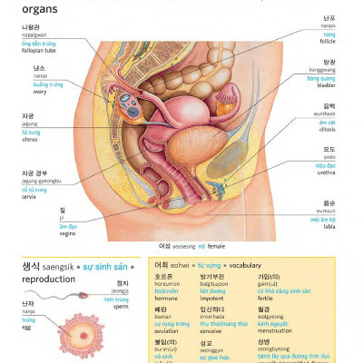 Korean Vietnamese English Trilingual Dictionary