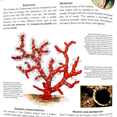 The Big Book Of Animals