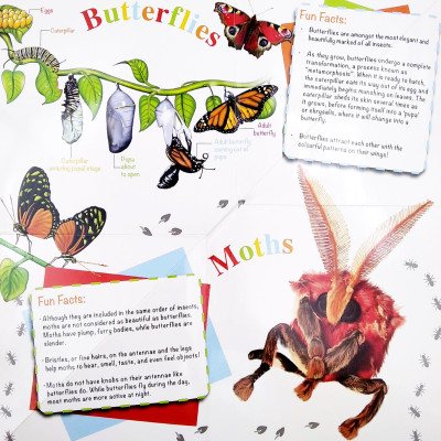 Wonder Of Learning - My Fold-Out Book Of Bugs