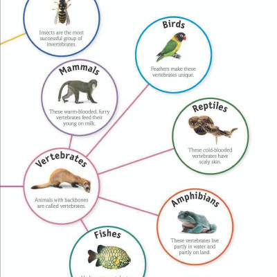The Animal Book