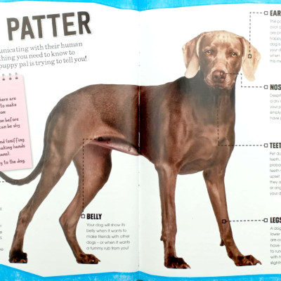 Dogs (Pet Expert)