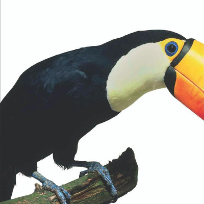 The Animal Book