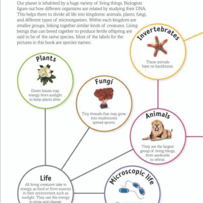 The Animal Book