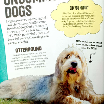 Dogs (Pet Expert)