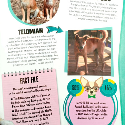 Dogs (Pet Expert)