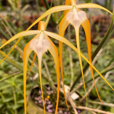 Phân bón siêu kích rễ cây cảnh, hoa lan BioRoot, giúp kích rễ cây mọc nhanh, cây khỏe mạnh, dùng cho cả vườn ươm cây non, an toàn cho cây và người, dung tích 500ml thương hiệu chính hãng Docneem