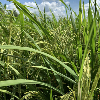 Gạo Đặc Sản Tây Nguyên