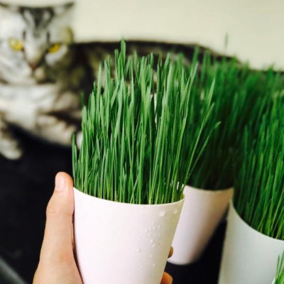 Hạt Giống Cỏ Lúa Mạch Cho Mèo Chống Tắc Ruột Bổ Sung Vitamin 100g