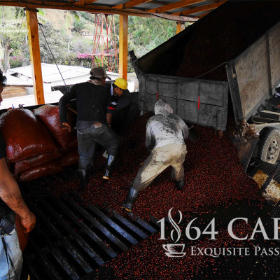 Cà phê hảo hạng (Specialty Coffee) 1864 CAFÉ Guatemala Puerta Verde nguyên hạt 220g