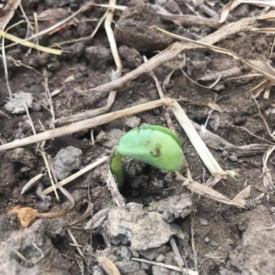 BỘT MẦM ĐẬU NÀNH NGUYÊN CHẤT MẸ KEN 1ký - nở nang săn chắc vòng 1, giảm nám sạm da