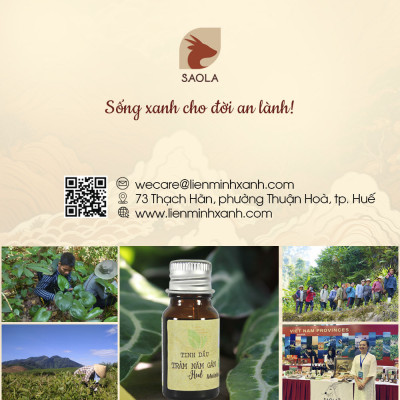 Tinh dầu Tràm năm gân (Tràm Úc) Huế 30ml (Niaouli oil) - Ngừa cảm mạo, giữ ấm cơ thể, đuổi côn trùng, giảm say xe, lọc không khí - Hàng Chính Hãng