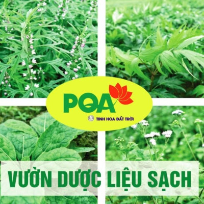 Ngọc Tố Nữ PQA Giúp Bồi Bổ Nguyên Khí, Điều Hòa Kinh Nguyệt Và Hạn Chế Biểu Hiện Rối Loạn Do Tiền Mãn Kinh Hộp 150 Viên