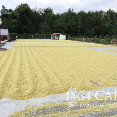 Cà phê hảo hạng (Specialty Coffee) 1864 CAFÉ Guatemala Puerta Verde nguyên hạt 220g