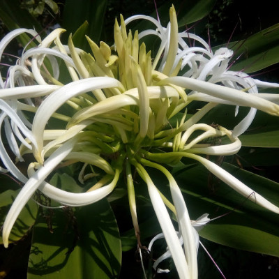 cây náng hoa trắng - đại tướng quân hoa trắng - đk thân 6-8cm