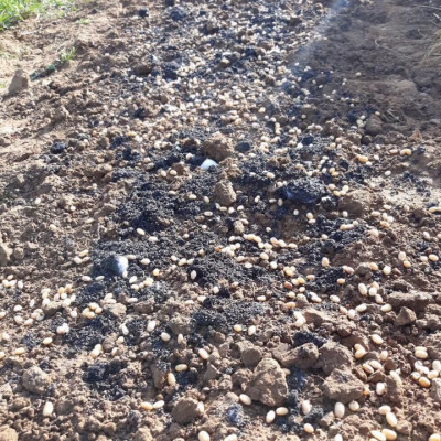 BỘT MẦM ĐẬU NÀNH NGUYÊN CHẤT MẸ KEN 1ký - nở nang săn chắc vòng 1, giảm nám sạm da