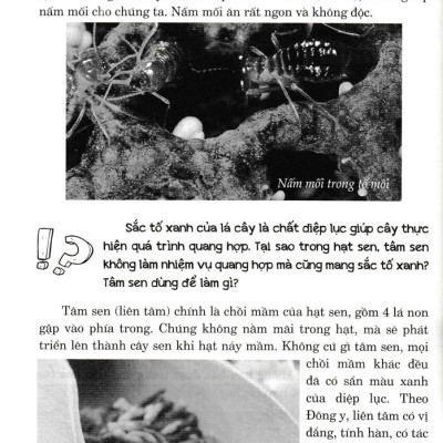 Hỏi Đáp Về Mọi Chuyện - Khoa Học Tự Nhiên, Khoa Học Xã Hội, Sức Khỏe - Đời Sống - HNB