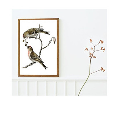 Tranh canvas treo tường Chim phong cách vintage cổ điển -common linnet bird,Tranh Canvas PVP-DC161, Có khung.