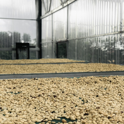 Arabica A Lưới chế biến ướt mùa vụ mới 2024-2025 Greenfields Coffee 250g