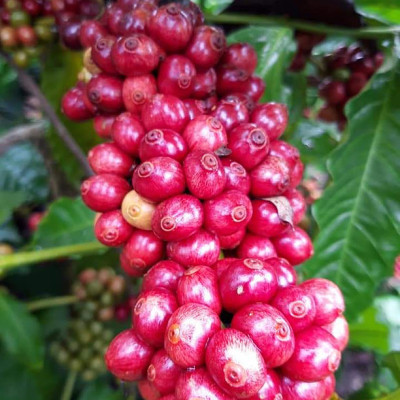 Cafe Hạt - Rang Mộc Nguyên Chất Arabica và Robusta Hảo hạn - A An Coffee