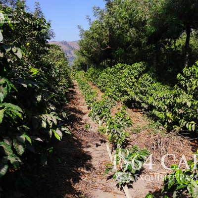 Cà phê hảo hạng (Specialty Coffee) 1864 CAFÉ Guatemala Puerta Verde nguyên hạt 220g