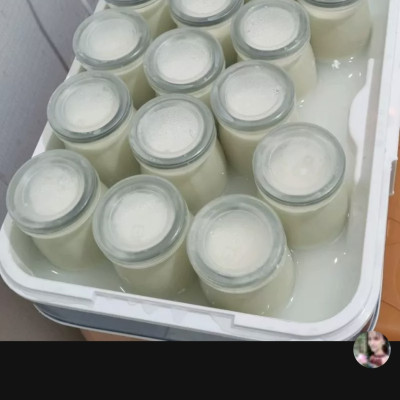 Máy Làm Sữa Chua Hương Vị Truyền Thống Hũ Thủy Tinh, Máy Ủ Sữa Chua Tại Nhà Green Line- Hàng Chính Hãng