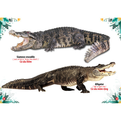 Sách - Trọn Bộ Combo Từ Điển Song Ngữ Đầu Tiên Của Bé ( bộ 8 cuốn)