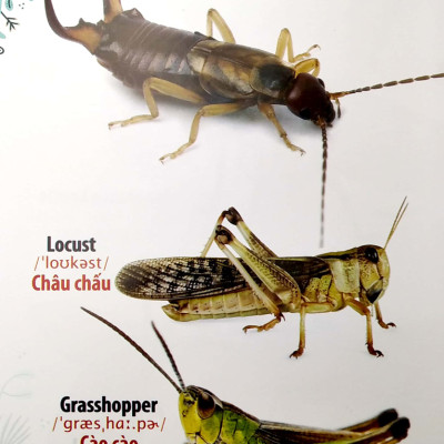 Thư Viện Hình Ảnh Song Ngữ Đầu Tiên Của Bé - Côn Trùng Và Bò Sát - VT