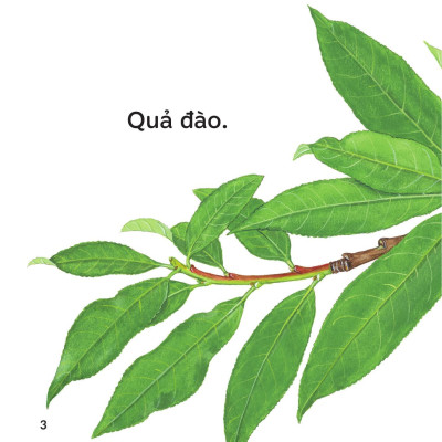 Sách - Sách Ehon - Ú Òa! - Quả Gì Đây? - Bìa Cứng