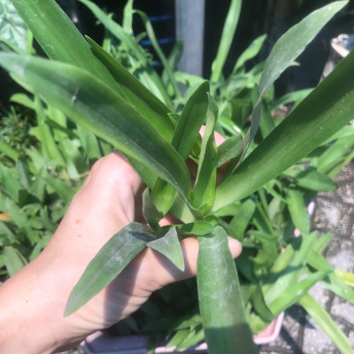 Cây Thảo Linh Chi – Cây Bao Tử, Cây Dạ Dày Giống – Giao Cây Thật Đúng Video