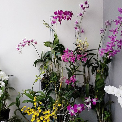 Phân Bón Thông Minh Rynan Flowermate 220 hộp lớn - Giúp Phong Lan Ra Hoa, Trổ Đồng Loạt, Lâu Tàn