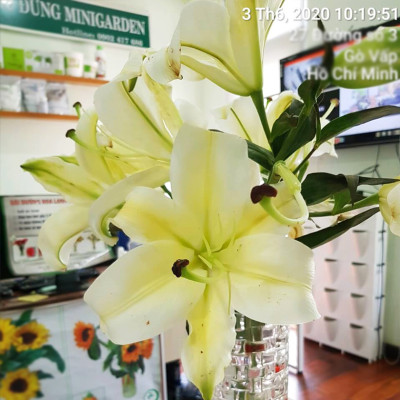 Bộ 5 hộp Chế phẩm xử lý hoa Longlife của Israel - Bảo quản hoa cắm bình tươi lâu và 14 ngày không thối nước