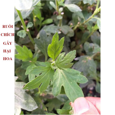 KEO DÍNH BẪY RUỒI MÀU VÀNG CỦA ISRAEL (CUỘN 20 MÉT TRẢI NGHIỆM) VÀ BẪY CÁC LOẠI CÔN TRÙNG KHÁC TRONG NÔNG NGHIỆP NHƯ BỌ PHẤN TRẮNG, BỌ TRĨ, BƯỚM, ỐC SÊN ...