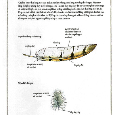 Bách Khoa Thư Cho Cả Nhà - Thế Giới Chim Muông Bằng Tranh