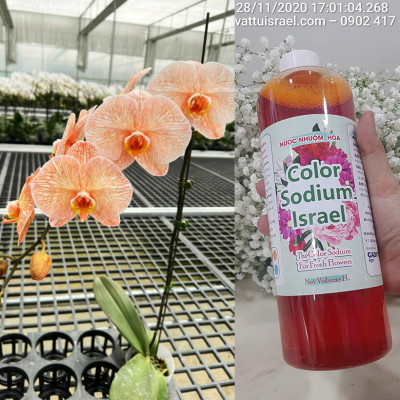 NƯỚC MÀU NHUỘM HOA LAN CHẬU DẠNG NƯỚC MÀU "ĐẶC BIỆT" CHAI 1L CÔNG NGHỆ ISRAEL GIÚP ĐỔI MÀU LAN HỒ ĐIỆP TRỒNG CHẬU (CHAI 1L NHUỘM TRÊN 300 CHẬU)
