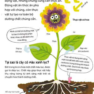 	Những Câu Hỏi Tò Mò Và Giải Đáp Thú Vị Về Thực Vật _HH