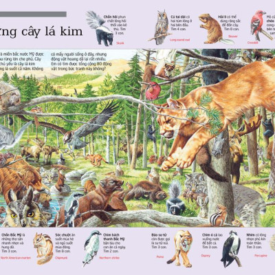 Thử Tài Tìm Kiếm - Động Vật (Tái Bản 2023)