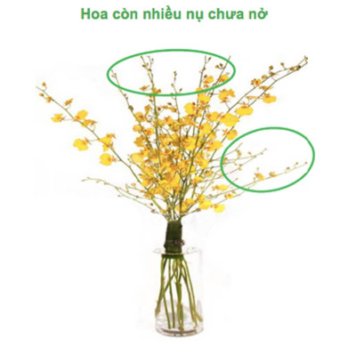 Set 2kg Dung Dịch Xử Lý Hoa Lan Vũ Nữ Tươi Lâu Longlife SG Israel - Food For Cut Flower (1kg pha được 100L dung dịch) là dung dịch trong TIP Nhựa bảo quản Hoa Lan Vũ Nữ cắt cành tươi lâu