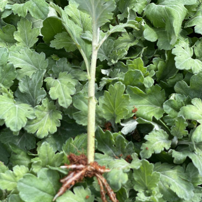 Nhập Khẩu Bột Kích Ra Rễ Israel cho cây thân Thảo, thân Mềm Hormoril 3 và bột kích ra rễ Hormoril T3 (with Fungicide)  có thành phần ngăn ngừa nấm bệnh cho rễ con 