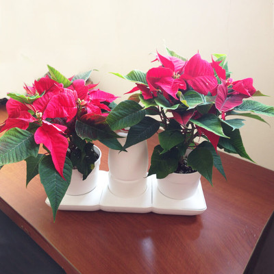 Bộ Trồng Cây Tự Dưỡng Để Bàn Ngày Tết Minigarden Basic S giúp cây văn phòng tự tưới nước và Tự sống tốt mà không cần chăm sóc cây