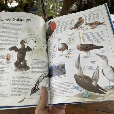 (Bìa cứng, in màu toàn bộ) A.TLAS CÁC LOÀI CHIM và A.TLAS ĐỘNG VẬT- Barbara Taylor – Lê Thu Hằng dịch - Đông A - NXB Dân Trí