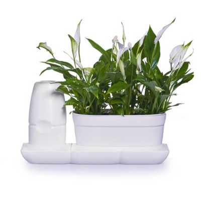 CHẬU TRỒNG CÂY ĐỂ BÀN THÔNG MINH TỰ ĐỘNG TƯỚI BASIC UNO trong 2 tháng