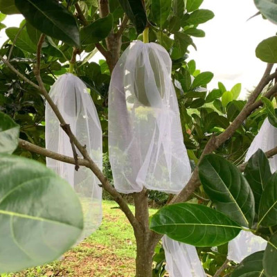 50 TÚI BỌC MÍT