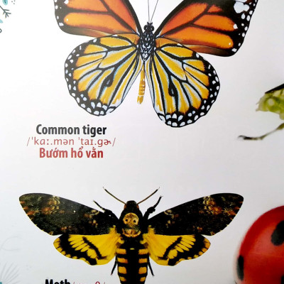 Thư Viện Hình Ảnh Song Ngữ Đầu Tiên Của Bé - Côn Trùng Và Bò Sát - VT