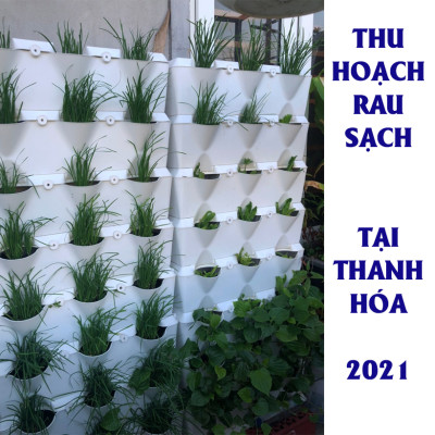 08 Chậu trồng rau thông minh Không thay đất Vertical (Màu Xanh) có tưới nhỏ giọt và bón phân Bán tự động nhập khẩu Bồ Đào Nha ( dành khu vực Không có vòi cấp)