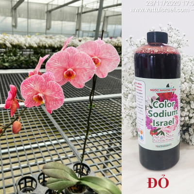 NƯỚC MÀU NHUỘM HOA LAN CHẬU DẠNG NƯỚC MÀU "ĐẶC BIỆT" CHAI 1L CÔNG NGHỆ ISRAEL GIÚP ĐỔI MÀU LAN HỒ ĐIỆP TRỒNG CHẬU (CHAI 1L NHUỘM TRÊN 300 CHẬU)