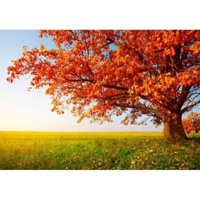 Tranh PHONG THỦY,TRANH HOA 3D, tranh dán tường mở rộng không gian,tranh dán tường 3D KT LỚN,,PVP-LUA02-012