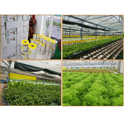 KEO DÍNH BẪY RUỒI MÀU VÀNG CỦA ISRAEL (CUỘN 20 MÉT TRẢI NGHIỆM) VÀ BẪY CÁC LOẠI CÔN TRÙNG KHÁC TRONG NÔNG NGHIỆP NHƯ BỌ PHẤN TRẮNG, BỌ TRĨ, BƯỚM, ỐC SÊN ...