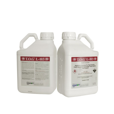 Xử lý Hoa Lily không nở trong 15 ngày tại nhà vườn trồng hoa Growers nhập khẩu Israel TOG đậm đặc Combo pha 1.000L dung dịch